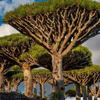 Dragon's Blood Powder