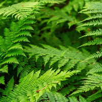 Polypodium Leucotomos