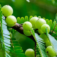 Vitamin C (from ascorbic acid and amla)