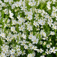 Chickweed Herb