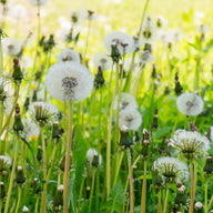Dandelion Root