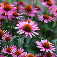 Echinacea Purpurea Root
