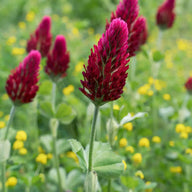 Red Clover Extract