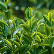 White Tea Leaf Extract (30% EGCG)