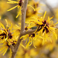 Witch Hazel Leaf