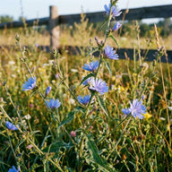 Inulin (from Chicory Root)