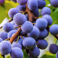Grapeseed Extract