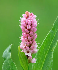 Resveratrol (from Knotweed Root)