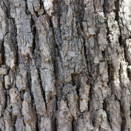 White Oak Bark